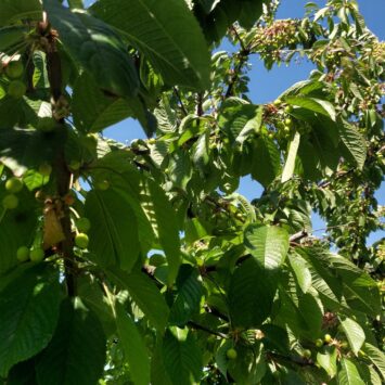 Zwalczanie nasionnicy trześniówki w czereśniach