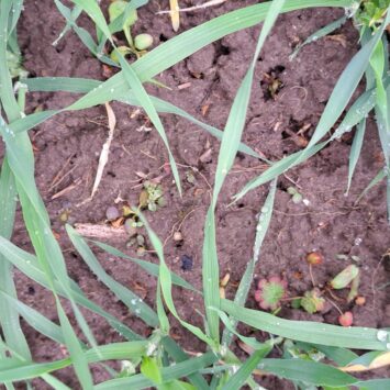 Odchwaszczanie jęczmienia jarego