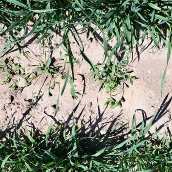 Odchwaszczanie pszenicy jarej pod Inowrocławiem