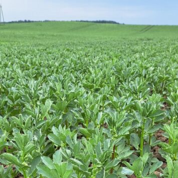 Szkodniki bobiku w powiecie bartoszyckim