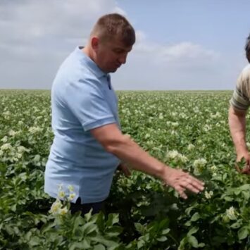 Mospilan 20 SP w ziemniakach