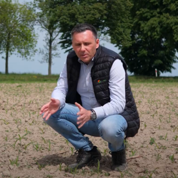 Powschodowe zwalczanie chwastów w kukurydzy