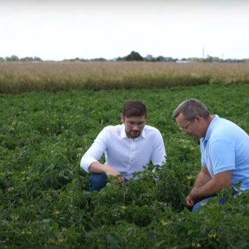 Mospilan 20 SP w pomidorach – opinia