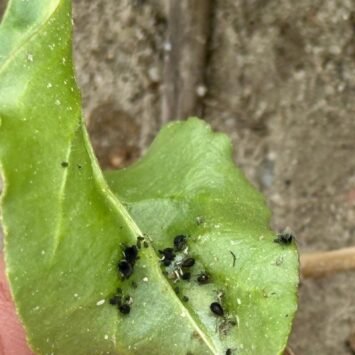 Mszyca atakuje buraki