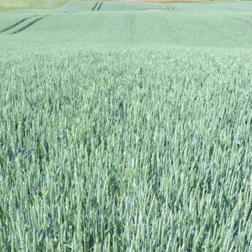 Skuteczność Encery w pszenicy – wnioski z lustracji polowej