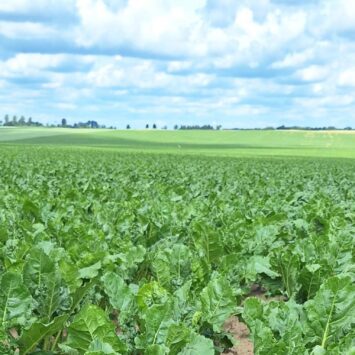 Mszyce w burakach nadal groźne