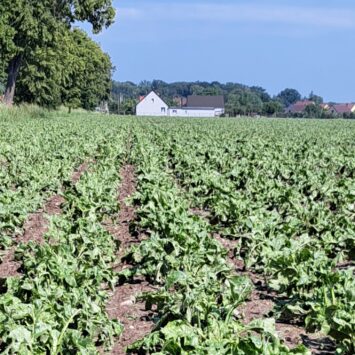 Kondycja buraków cukrowych w Wielkopolsce – w jakim stanie są rośliny?
