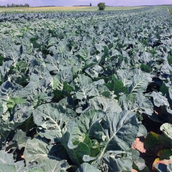 Mszyce na kalafiorach – czym zwalczać?