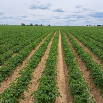 Encera na ziemniaki – czas na zabieg