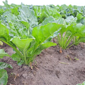 Przędziorki w burakach – czas na monitoring plantacji