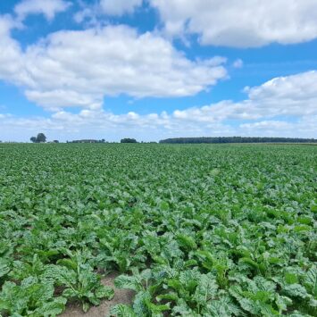 Przędziorki w burakach – czas na monitoring plantacji