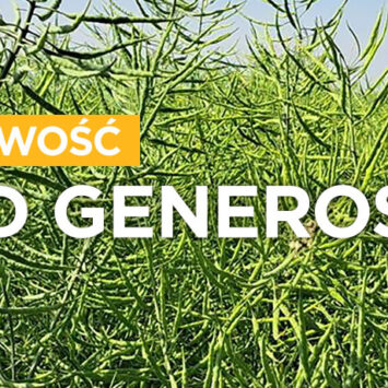 odmiana rzepaku lid generoso